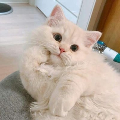 Siska Putri avatar